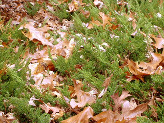 junipers and leaves