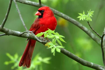 Türaufkleber Kardinal © Ronnie Howard
