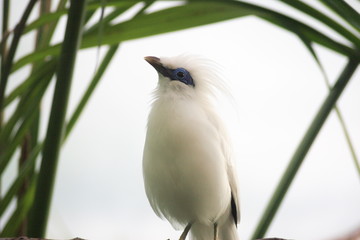 exotic white bird