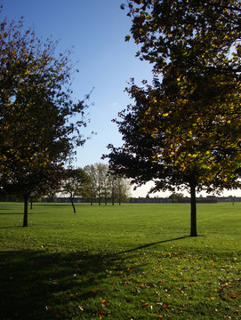 dagenham trees 4