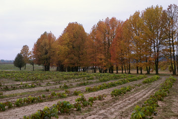 autumn vineyard