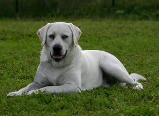 labrador attendant son maitre