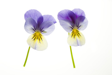 two blue and yellow pansies isolated on white background