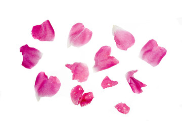pink rose blossoms scattered on white background