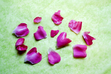 pink rose blossoms scattered on green background