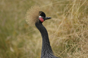black crane