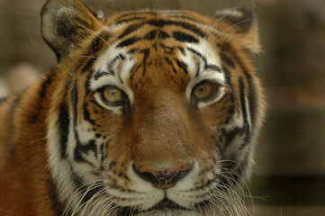 Fototapeta premium tygrys 4