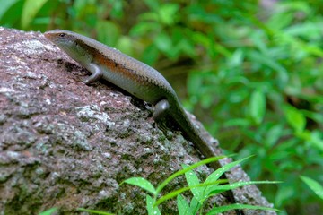 mabuya mulifasciata, sun skink