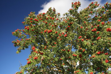 mountain ash, rowanberries