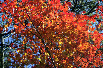 red maple leaves