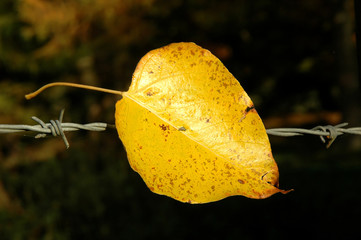 autumn leaf