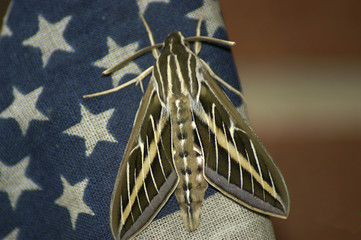 patriotic moth