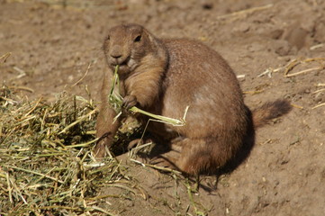 prairie dog