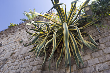 Obraz premium big street agave