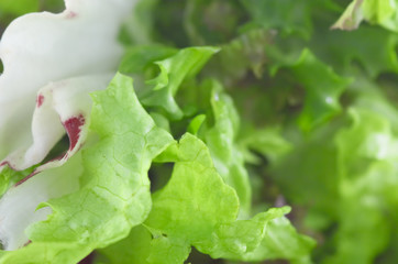 green salad