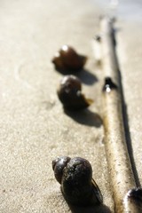 seashell on a seaside