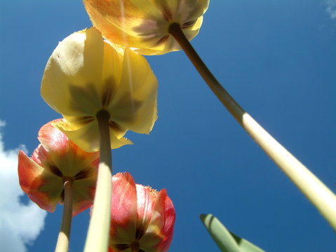 tulipe land 1
