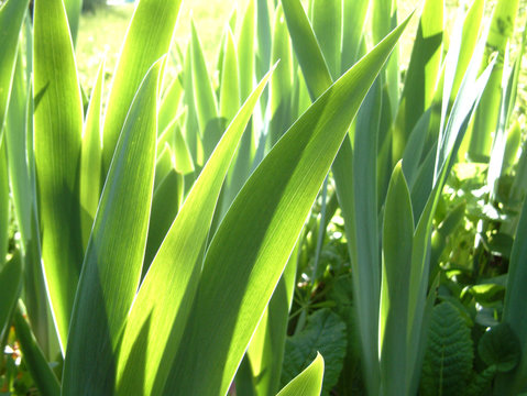 verdure en lumi&egrave;re