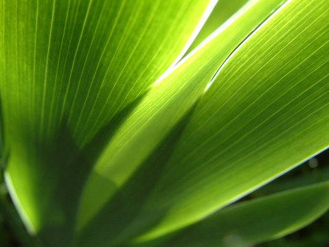 lumi&egrave;re des plantes