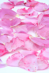 pink petals