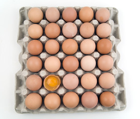 plenty of eggs