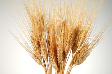wheat over light background