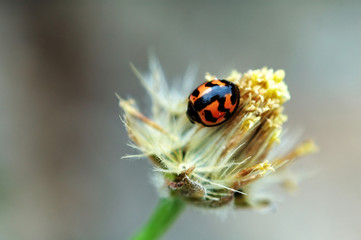 ladybird on flower