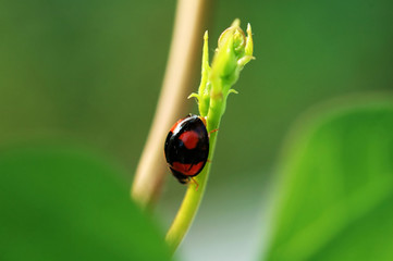 escaping ladybird