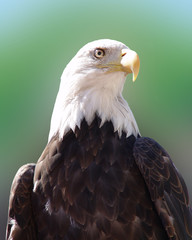bald eagle portrait