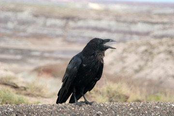 black crow
