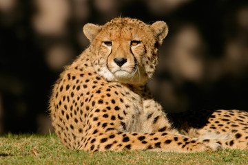 cheetah