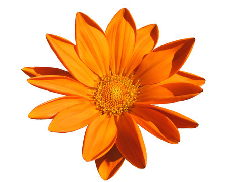 bl&uuml;te orange