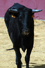 vaquilla