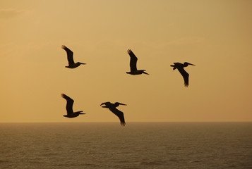 pelicans against sunset