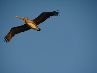 Fototapeta na wymiar pelican in flightt