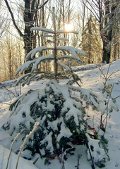 winter fir