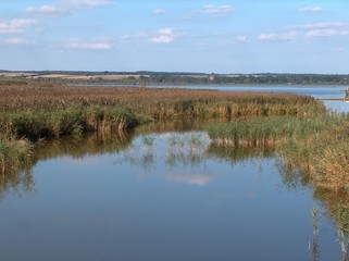federsee, schilfgürtel