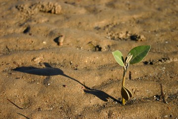 mangrove seedling