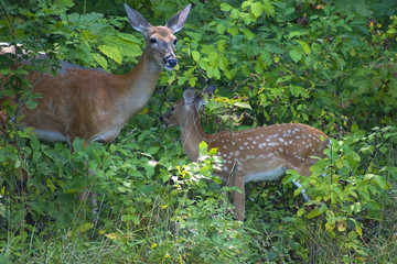 doe and fawn