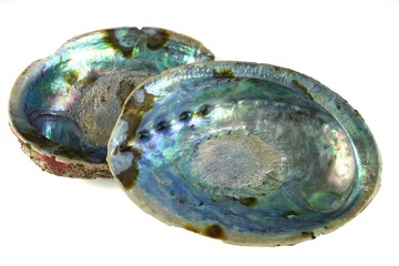 paua shell