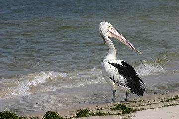 beach pelican