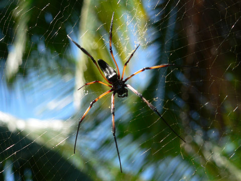 palm spider