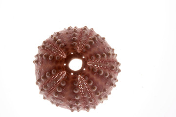 sea urchin shell lit from below