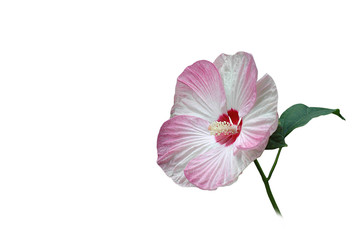 Naklejka premium hibiskusblüte