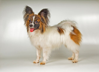 papiglion - dog-butterfly