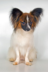 papiglion - dog-butterfly