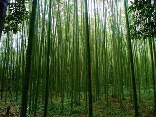 Fototapeta na wymiar Bambus lesie