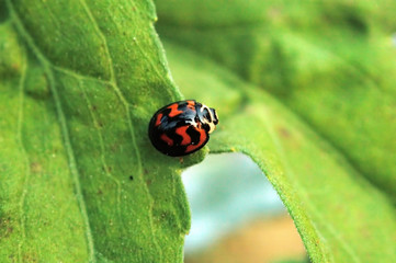 ladybird crossing leafs