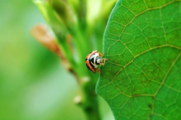 ladybird standing on edge of leaf