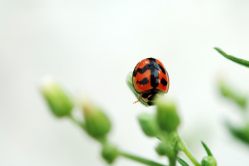 Fototapeta premium ladybird on top of a compositae flower
